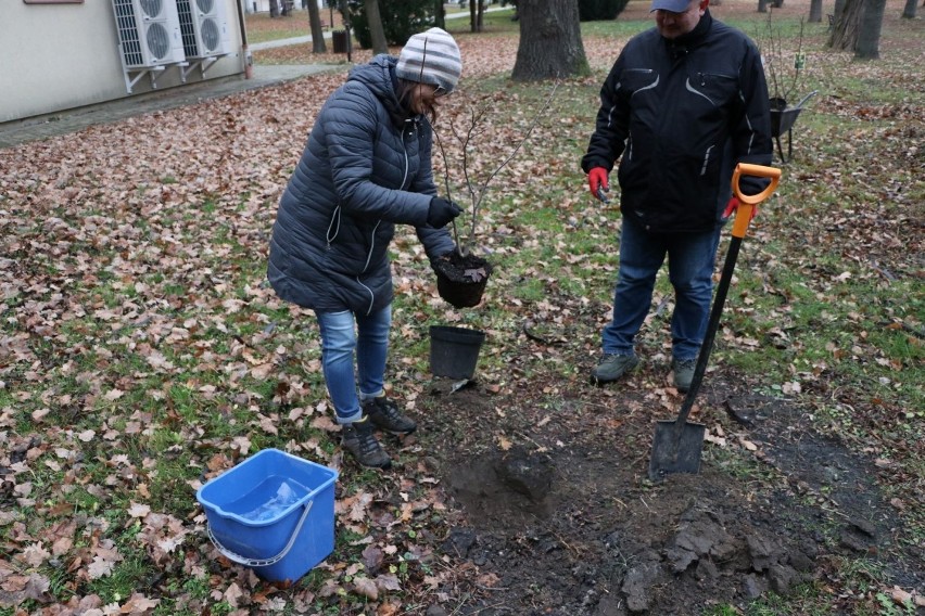 W Parku Lubomirskich w Przemyślu trwa akcja sadzenia drzew.