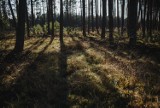 Lasy w Żarach i okolicy. Piękne zdjęcia z leśnych spacerów od naszych Czytelników