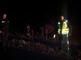 Na drodze ekspersowej S-1 z Bielska-Białej do Cieszyna w nocy biegały dwa konie