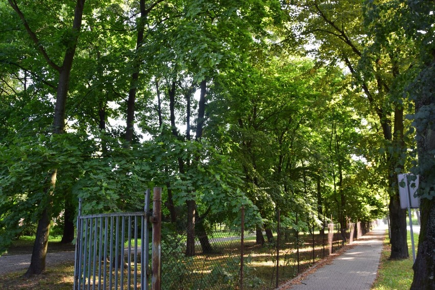 Nie ma pomysłu na rewitalizację parku w rejonie byłej cukrowni w Wieluniu. Na swojej części inwestor chce wyciąć 70 drzew