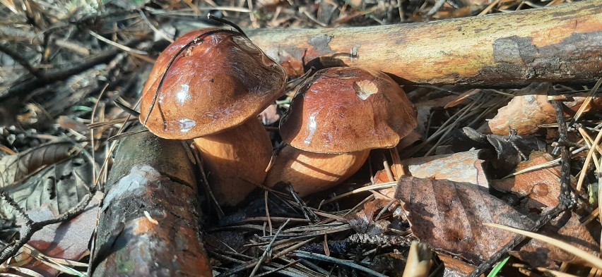 Grzybowy sezon w pełni. Jest co zbierać także w sieradzkich i poddębickich lasach. Zapraszamy Czytelników, by pochwalili się zbiorami FOTO