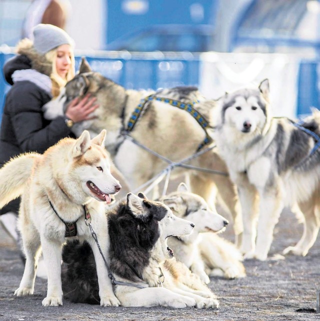 Bydgoska grupa Husky-Team powstała cztery lata temu