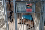 Trudna sytuacja w Schronisku na Paluchu. Wolontariusze chcą wrócić do pracy ze zwierzętami 