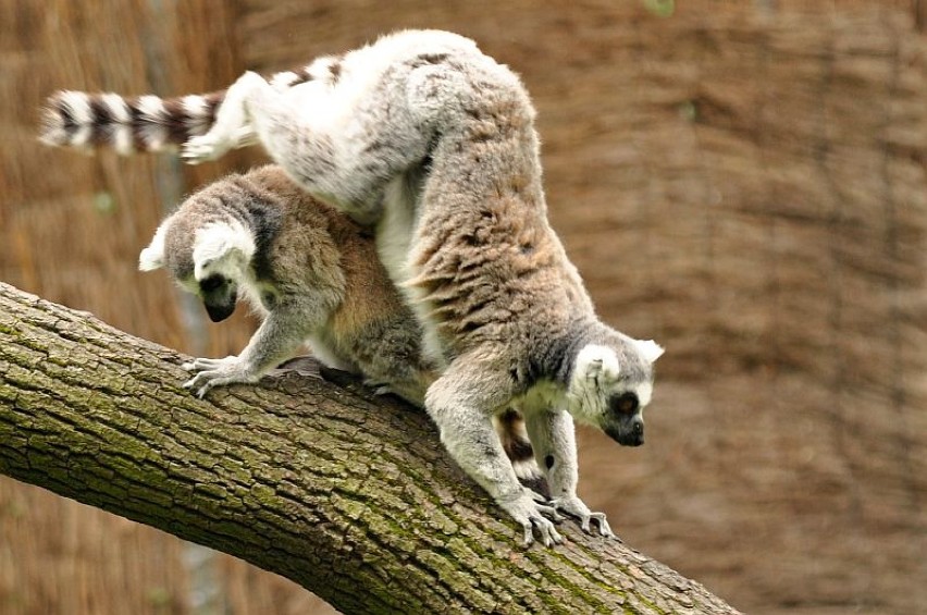 lemury katta zoo wrocław