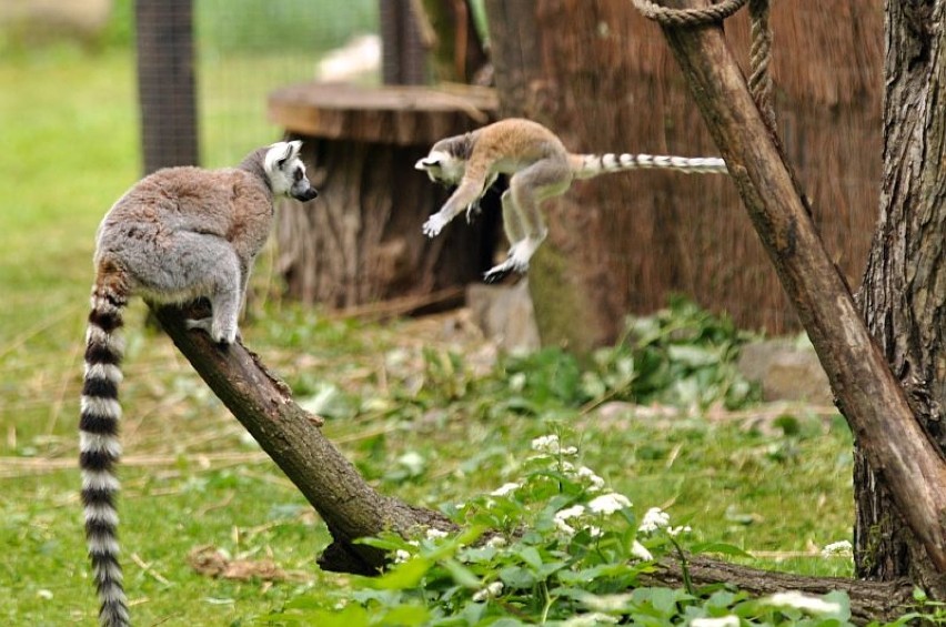 lemury katta zoo wrocław