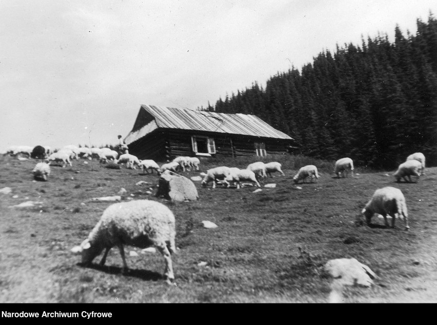 Tatry. Tak dawniej górale wypasali owce w górach. Stada pasły się na górskich halach [ZDJĘCIA]