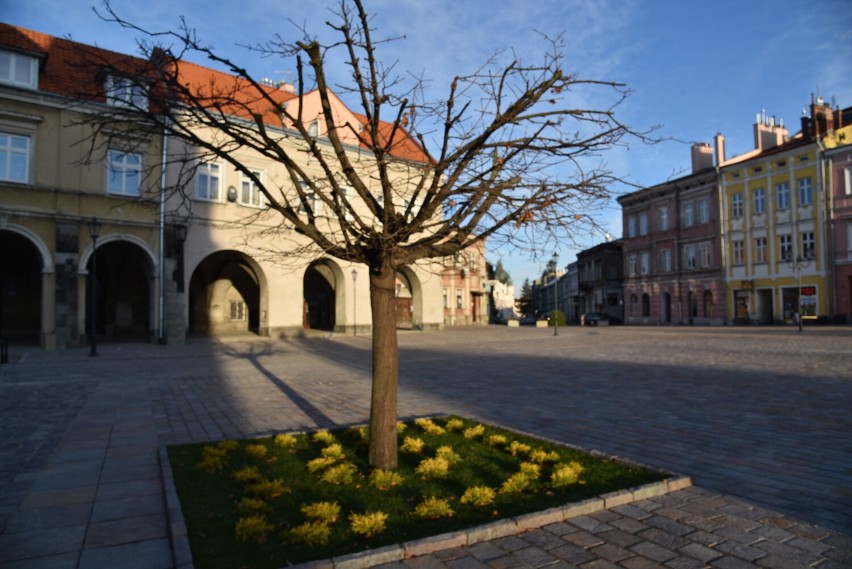 Rynek w Jarosławiu
