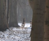 Sarny w Malborku. Zima sprowadza je do miasta