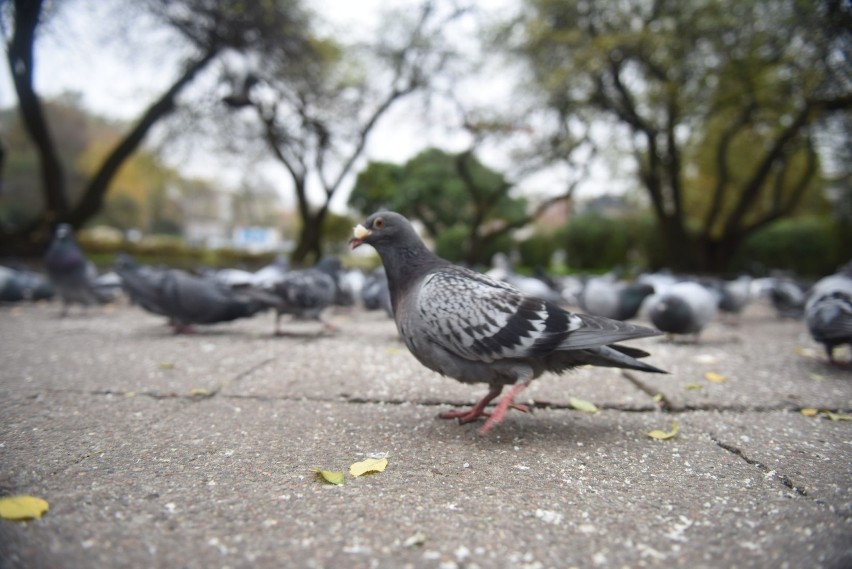 Dokarmianie gołębi w mieście to codzienny obrazek na wielu...