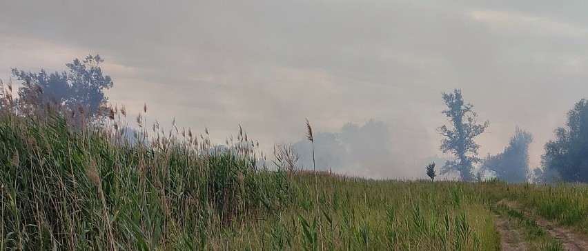 Pożar traw pod Krosnem Odrzańskim.