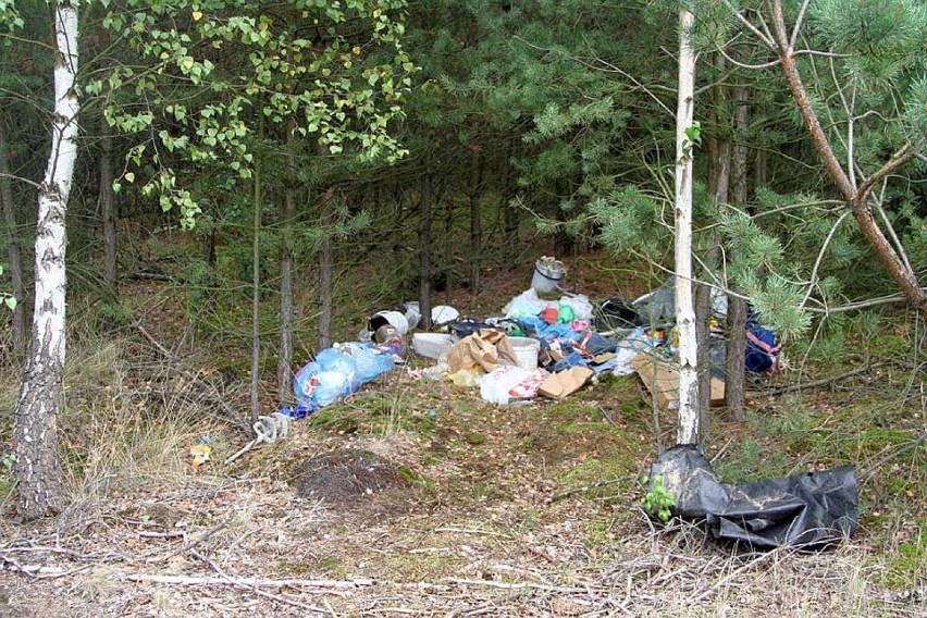 Nadleśnictwo Wolsztyn wciąż walczy z podrzucającymi śmieci w lasach