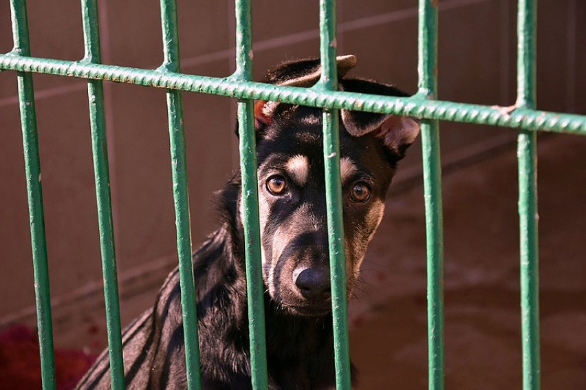 Te psy czekają na adopcję w legnickim schronisku.