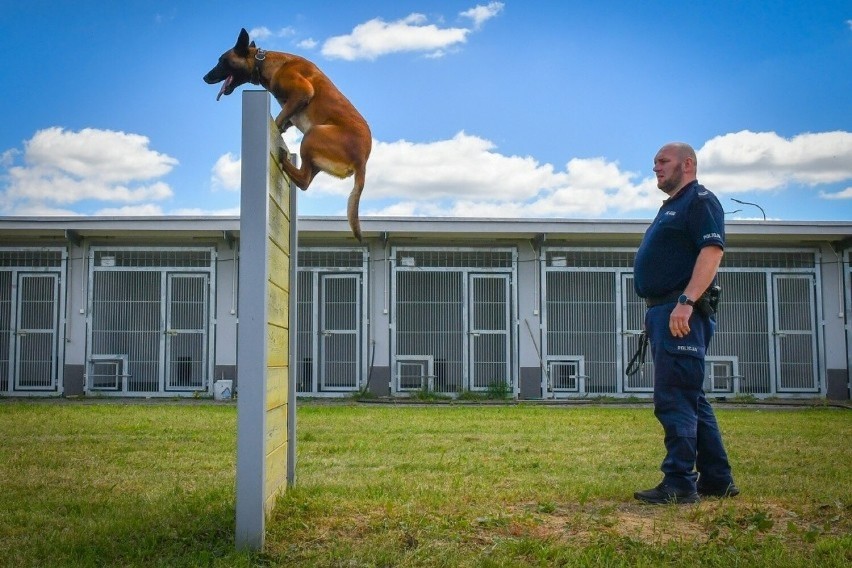 Niezastąpiona rola psów służbowych w pracy policji na Podkarpaciu. Zobacz szkolenie czworonogów w Rzeszowie [ZDJĘCIA, WIDEO]