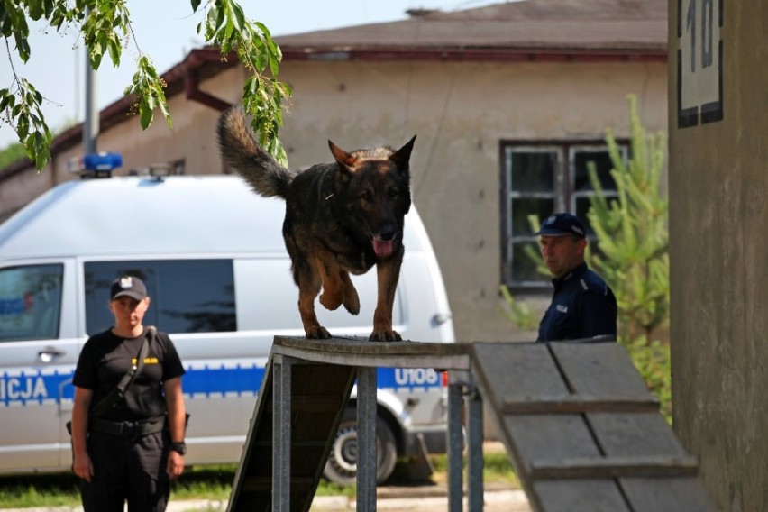 Patrycja Wojtas z Kalisza wśród najlepszych przewodników psów policyjnych w kraju. ZDJĘCIA