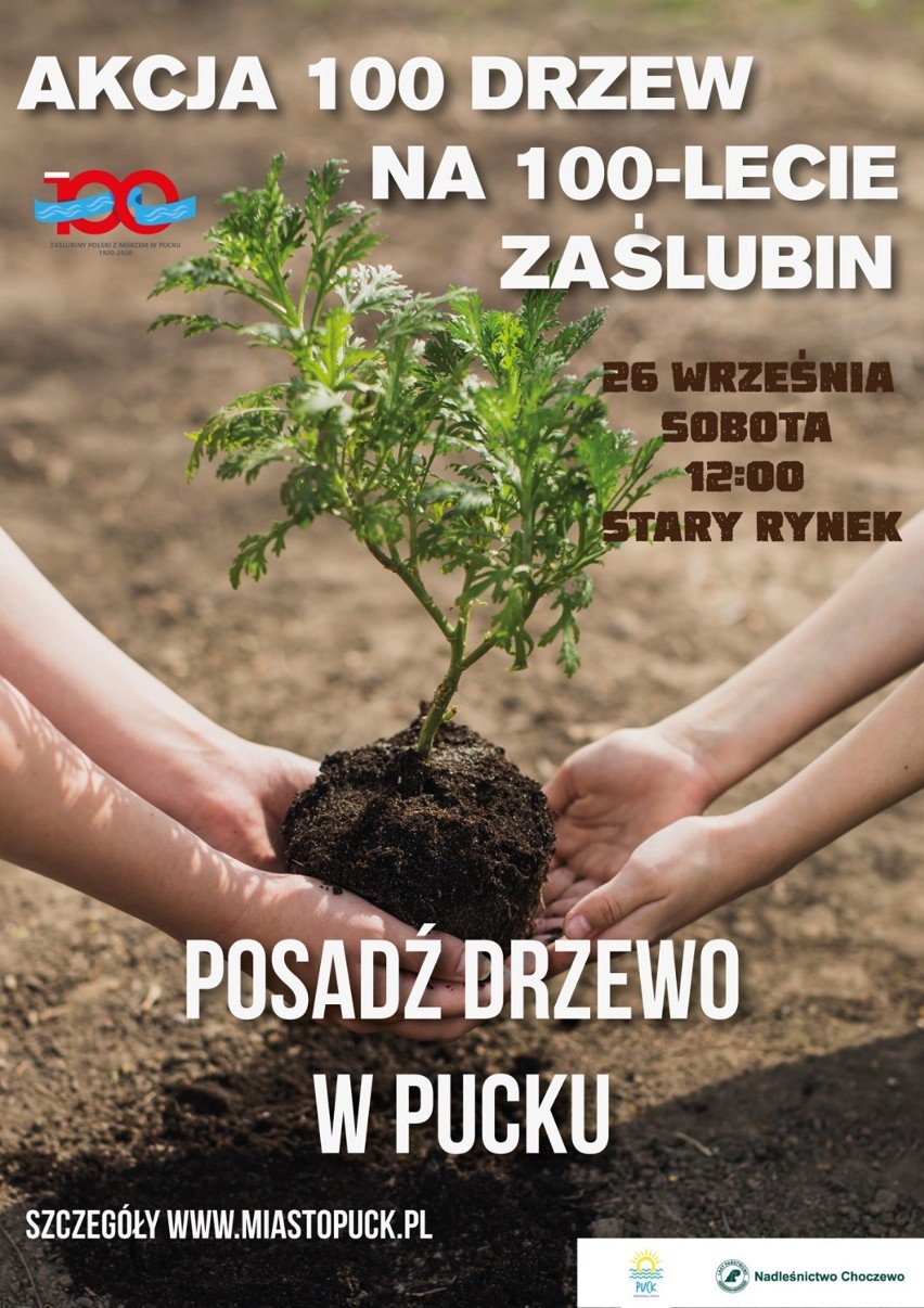 100 drzew na 100-lecie Zaślubin Polski z Morzem: świetna okazja dołożenia swojej cegiełki do środowiska i historii. Jak dołączyć do akcji?
