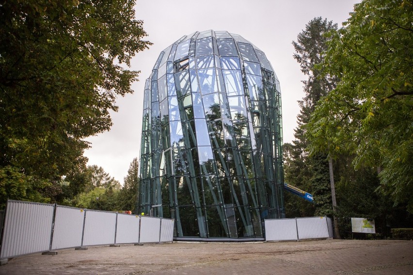 180-letni gdański daktylowiec obumiera! Powodem przedłużający się remont palmiarni w Parku Oliwskim