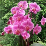 Phalaenopsis 32-kwiatkowy