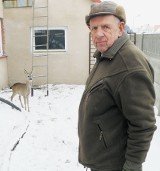 Plaga dzikich saren na ulicach Bełchatowa