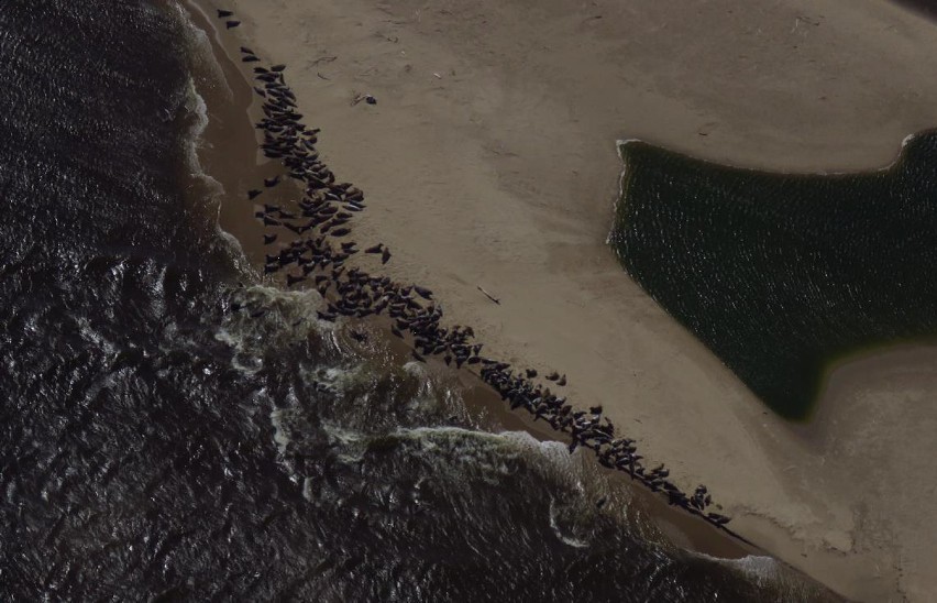 Foki na plaży sfotografowała SG