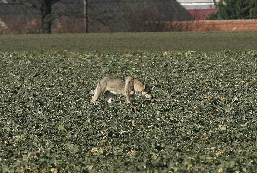 Wilki pod Legnicą - jednego udało się sfotografować [ZDJĘCIA]