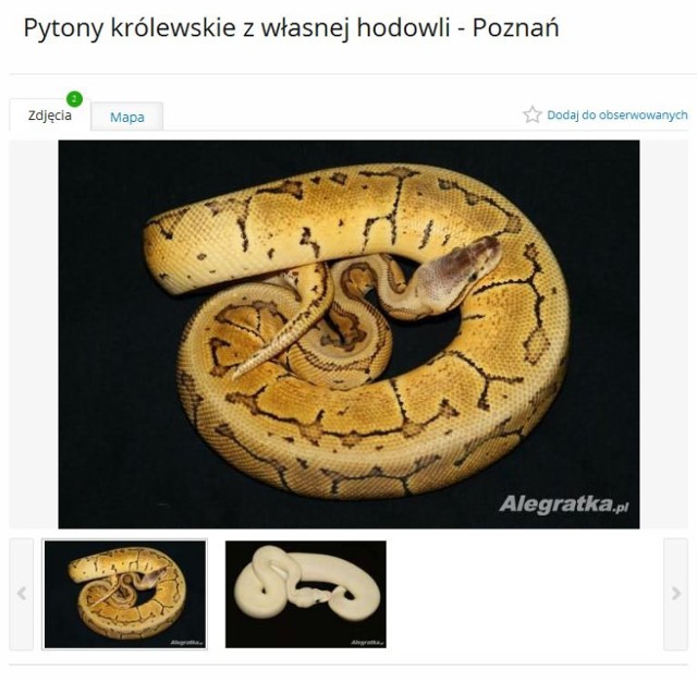 Pyton królewski (Python regius) to wąż o ciekawym ubarwieniu, często spotykany w hodowlach. Wążzazwyczaj osiąga długość od 1,2 do 1,5 m. Żywi się małymi ssakami. W warunkach hodowlanych zjada przede wszystkim szczury, myszy, chomiki. Pyton królewski jest aktywny nocą. 

Cena: 1,2 tys. zł 

SZCZEGÓŁY OFERTY

Zobacz też: Jadowity wąż na Naramowicach - Znaleziono go na drzewie [ZDJĘCIA]