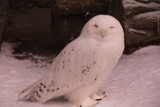 Zoo w Poznaniu: Zwierzaki hasają po śniegu i czekają na wiosnę [ZDJĘCIA]