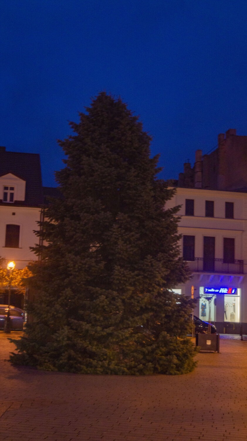 Choinka na Rynku w Inowrocławiu stanęła w tym roku 1 grudnia