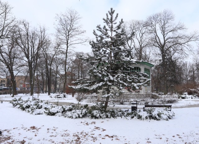 Od kilku dni w Radomiu leży śnieg. Parki pokryte białym puchem wyglądają zachwycająco. Odwiedziliśmy park Tadeusza Kościuszki oraz Leśniczówkę.
