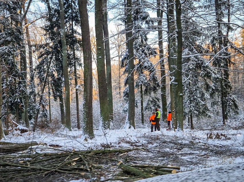 Wycinki drzew przy granicach Leszna obok DK12 . Harwestery w...