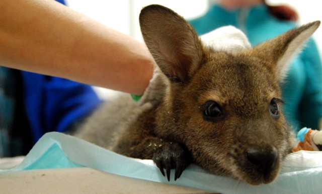Mały kangurek został odłowiony, zabrany do gabinetu lekarskiego, w którym podano mu odpowiednie preparaty m.in. płyny fizjologiczne i antybiotyki. Pobrano też odchody do badań laboratoryjnych. Po godzinie maluch wrócił na wybieg. 

Na filmiku akcja ratowania kangurka.

