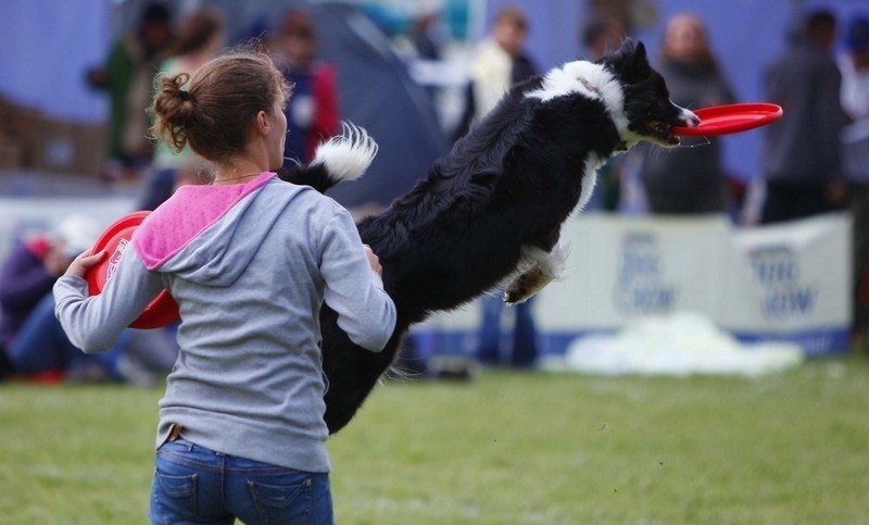 Na Cytadeli psy walczą o tytuł mistrza Europy Dogfrisbee...