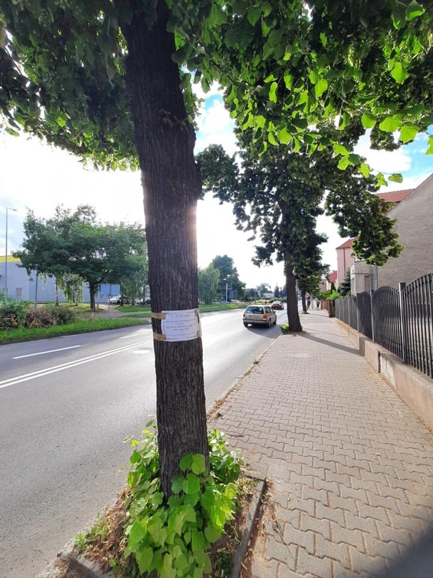 Na drzewach przy ulicy Artylerzystów w Żarach pojawiły się...
