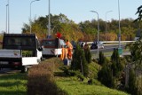 Jastrzębie-Zdrój chce być bardziej zielone. Sadzą setki nowych roślin