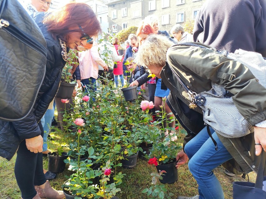 Mieszkańcy są pewni: na wiosnę w pyskowickim rosarium będzie...