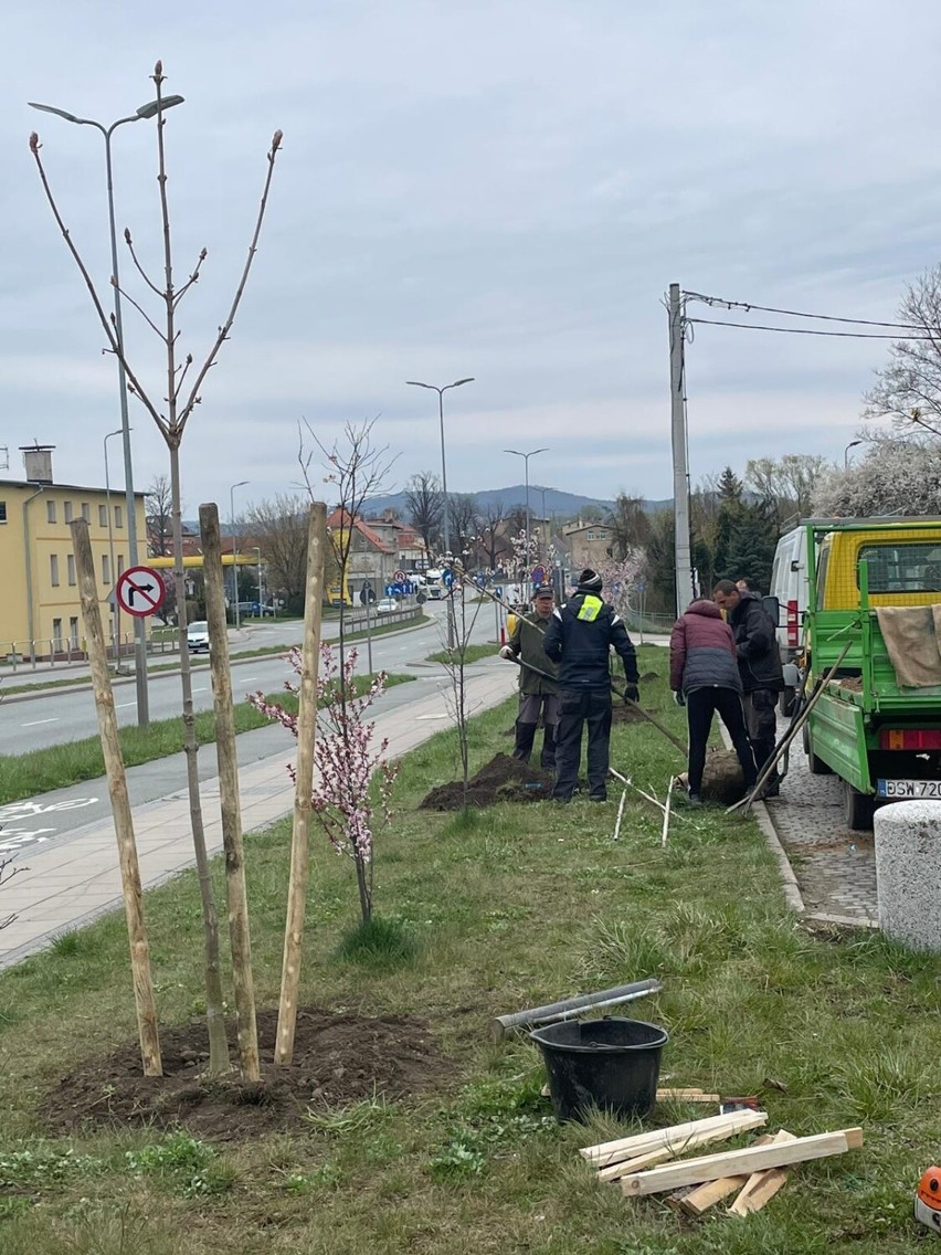 Pierwsze drzewa w ramach akcji zostały posadzone w tym...