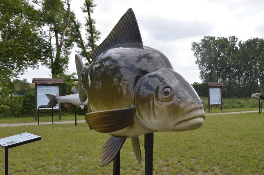 Atrakcja parku są wielkie modele ryb
