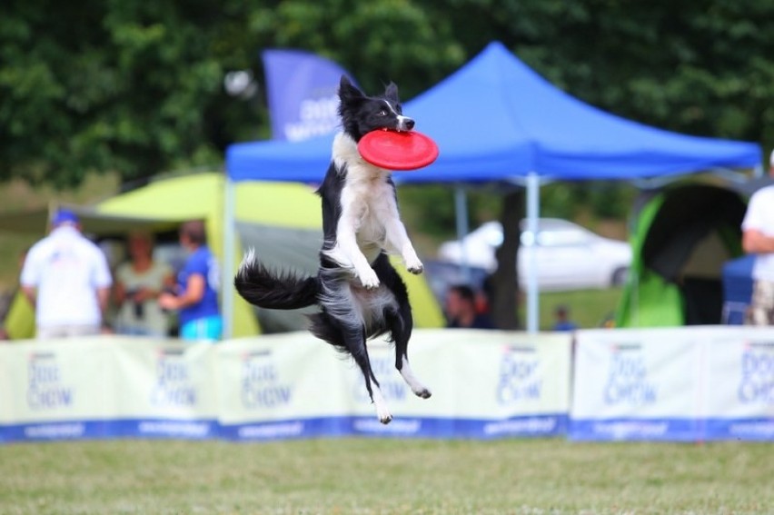 Dog Chow Disc Cup Poznań: Latające psy znów na Cytadeli