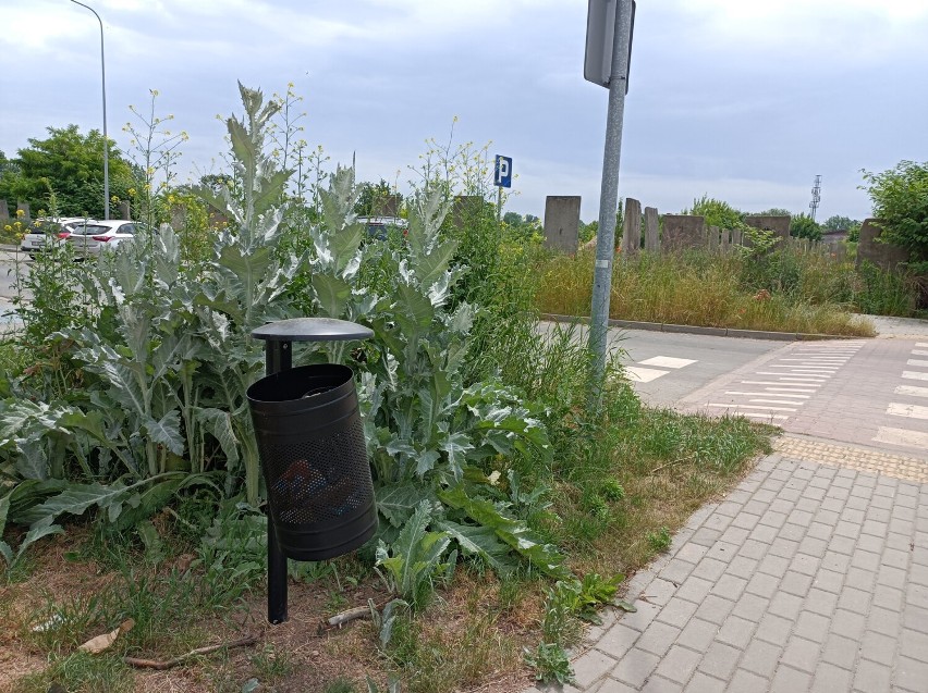 To raczej nie wygląda na łąkę kwietną