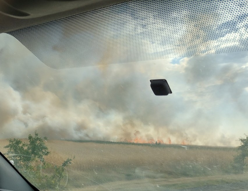 Duży pożar zboża na pniu. Dym widać z kilkudziesięciu kilometrów!