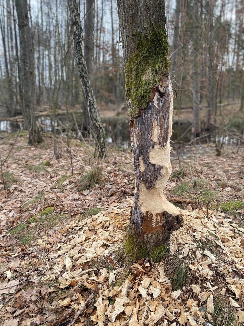 Dziś Dzień Bobra. Nad Słupią mieszkają liczne bobrze rodziny