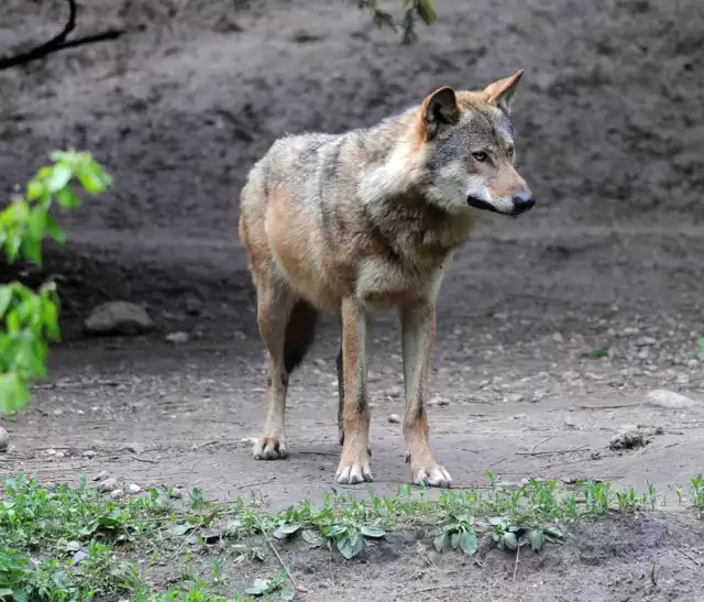 Wilki to zwierzęta drapieżne, objęte ścisłą ochroną od 2016 roku. Wilków nie można więc umyślnie zabijać, chwytać, okaleczać, płoszyć czy niepokoić. Złamanie tych zakazów grozi dużym mandatem, a nawet karą wiezienia. Są jednak sposoby, by z wilkiem żyć w zgodzie i bez obaw.