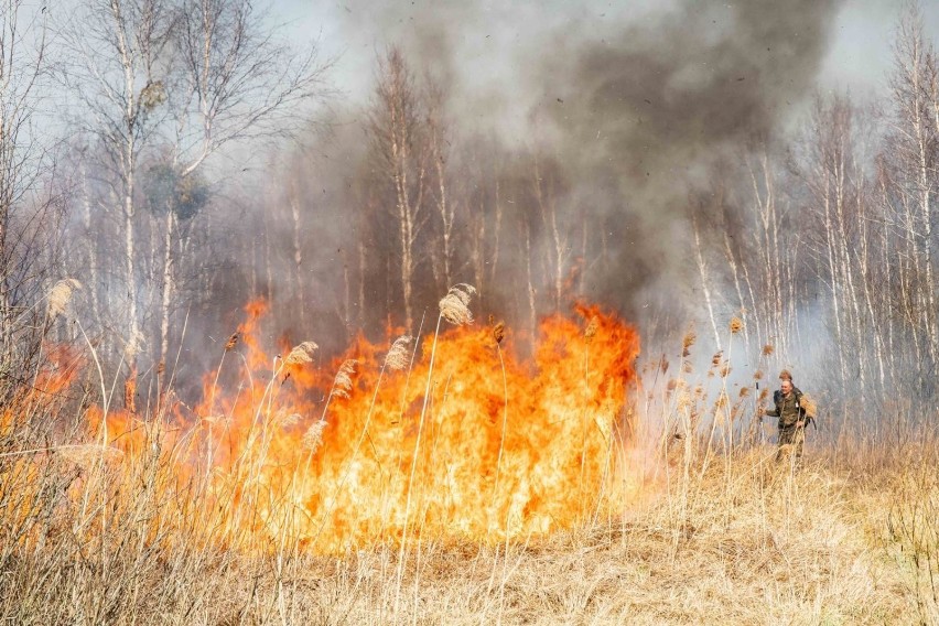 Pożar Biebrzańskiego Parku Narodowego 2020
