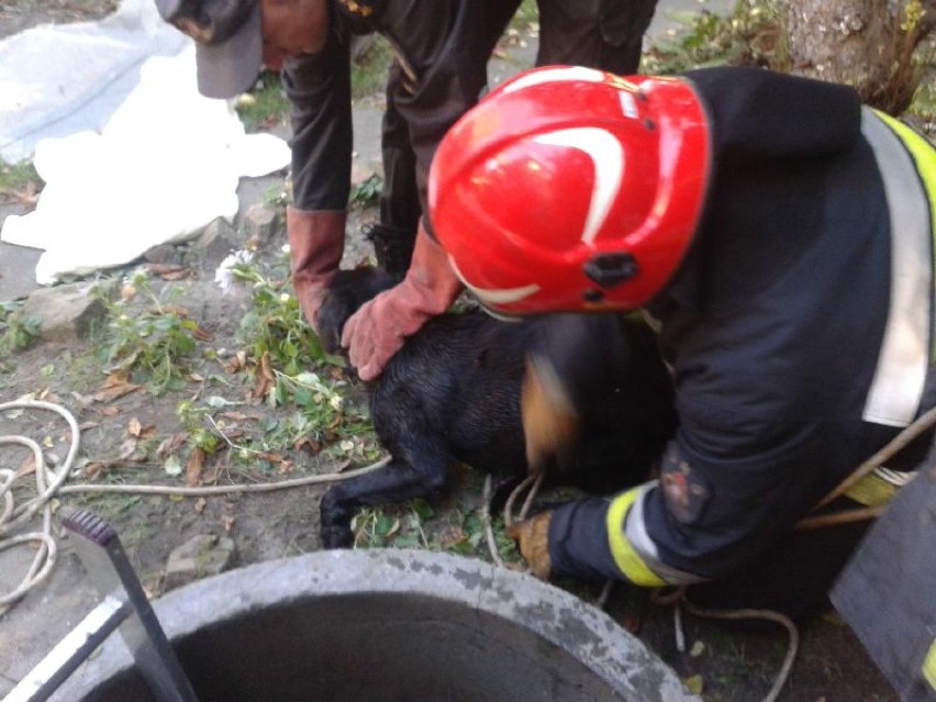 Strażacy ratowali psa. Wpadł do studni