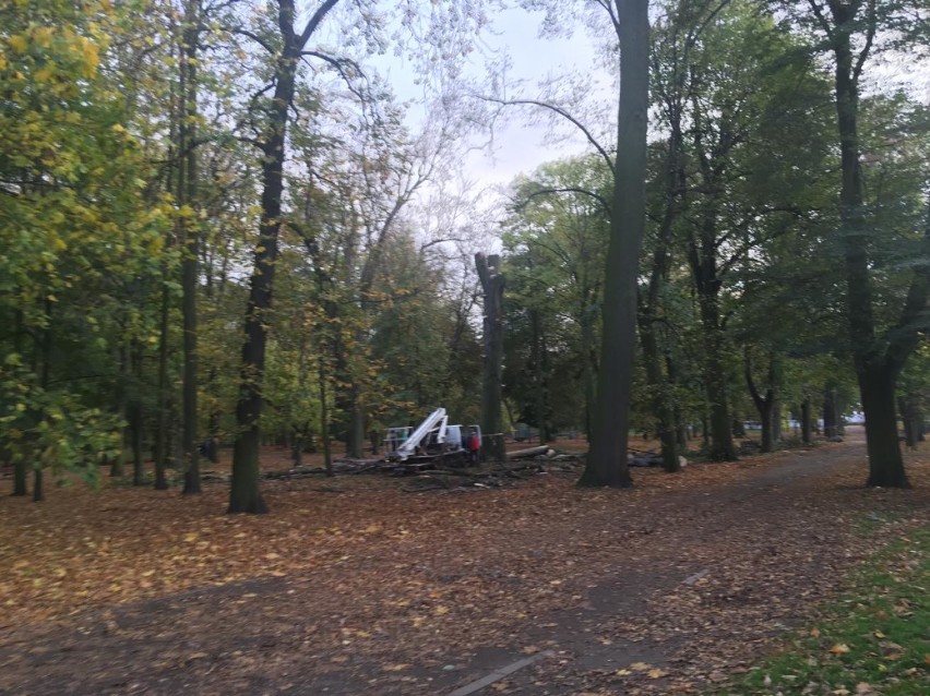 W Parku Miejskim wycinane są drzewa. Czytelnicy się...