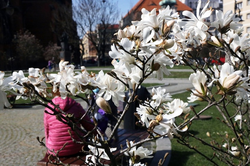 Kwitnąca Legnica, zobaczcie zdjęcia jak zaczyna się odradzać przyroda w mieście