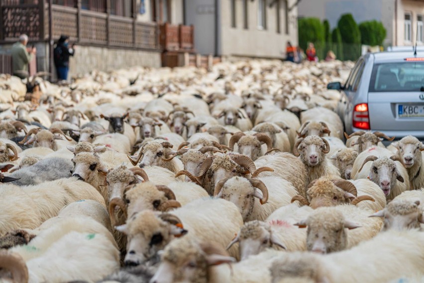 Szczawnica Redyk Fest 2020. Owce zeszły z hal na zimę. W góry powrócą dopiero na św. Wojciecha [ZDJĘCIA]