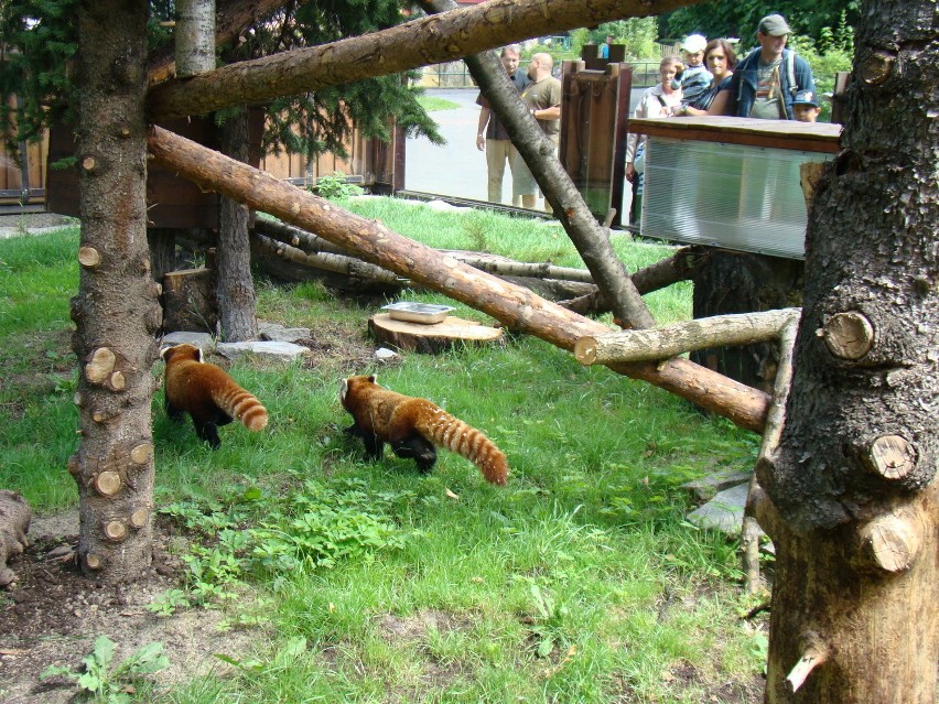 Dwie pandy czerwone przyjechały do Chorzowa