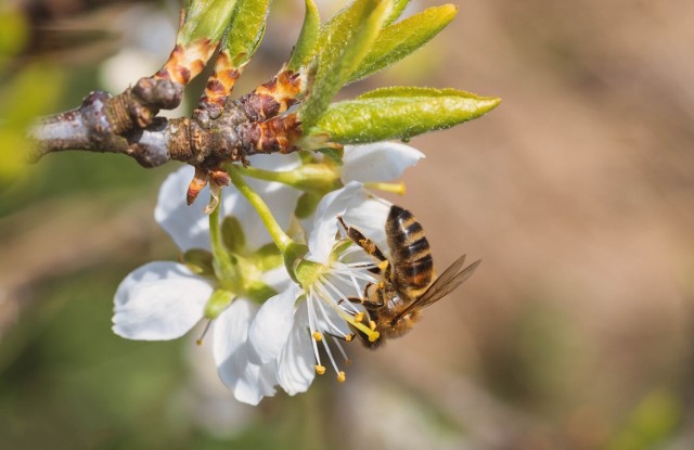 Rośliny miododajne w ogrodzie wyglądają pięknie i tworzą miejsce pożyteczne dla pszczół, które z kolei zapylają nasze rośliny użytkowe.
Zobacz najbardziej miododajne rośliny, które są ładne i łatwe w uprawie. Przejdź do kolejnych zdjęć, używając strzałek lub przycisku NASTĘPNE.