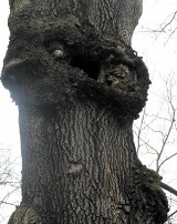 Drzewne potworności