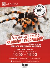 Niezwykła wystawa pająków i skorpionów zagości w Jaworznie
